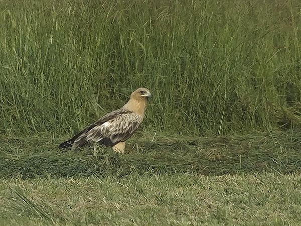 Kiljukotka, Greater Spotted Eagle, Clanga clanga